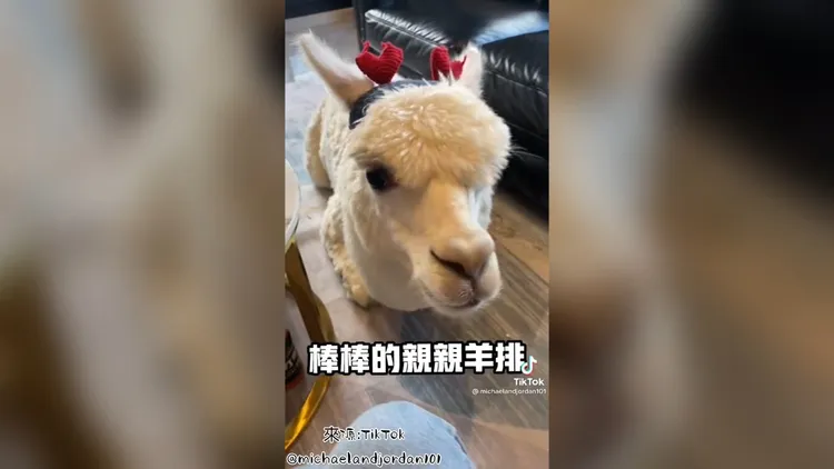 欸！羊排就是我的名字嗎？