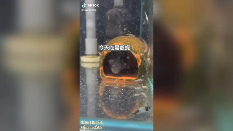 今天是黑殻蝦大餐。