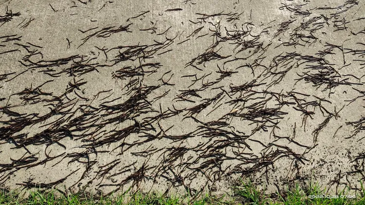 高屏溪河濱公園蚯蚓大軍出動。民眾提供