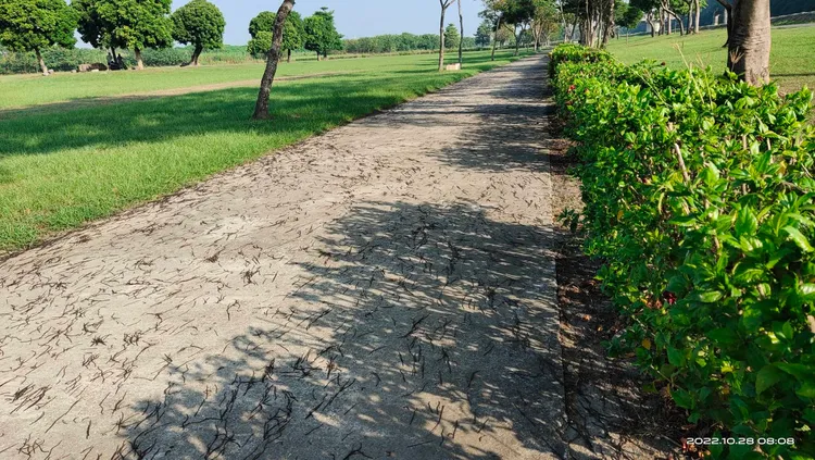 高屏溪河濱公園蚯蚓萬頭鑽動。民眾提供