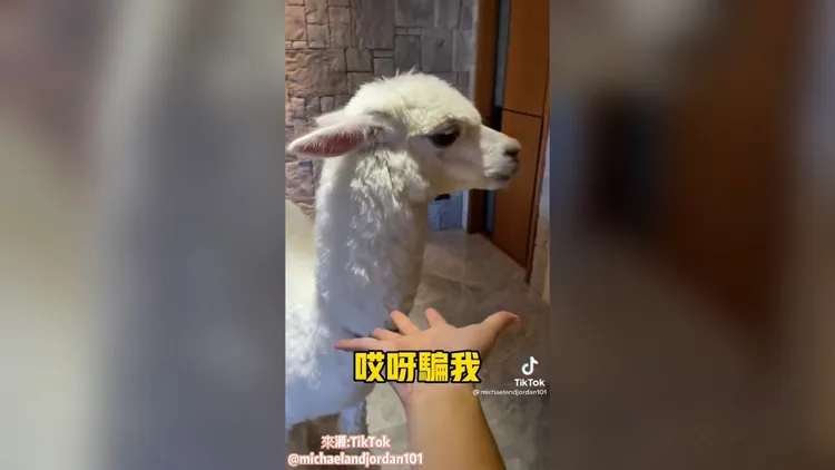 大騙子！我竟然還被騙3次，嗚！