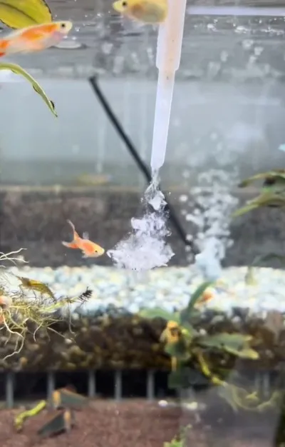 食物入水，魚兒準備搶食。