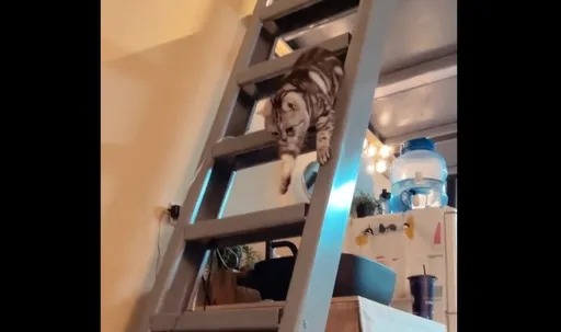 小心翼翼！短腿猫伸小手手下楼　只为了「这个」网友喊：可爱死