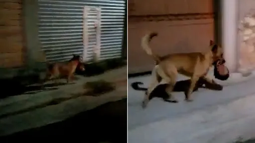 驚悚影片｜流浪狗「叼著一顆人頭」逛大街　官方證實是斬首命案