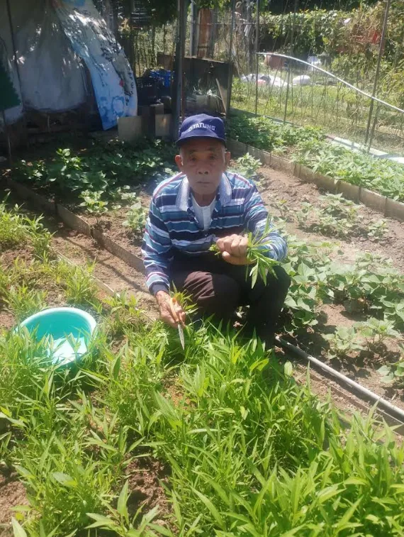 鄒老先生動完手術1個月已可從事農作等正常生活。童綜合醫院提供