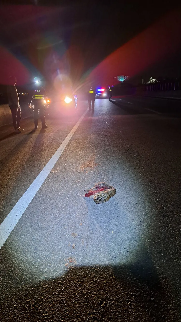 警方獲報抵達時，動物防疫所官員已趕到處理，警方管制和指揮交通，避免發生二次碰撞。民眾提供