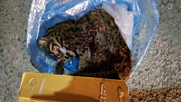 不幸被路殺的公石虎屍體，將交由特有生物中心研究利用。民眾提供