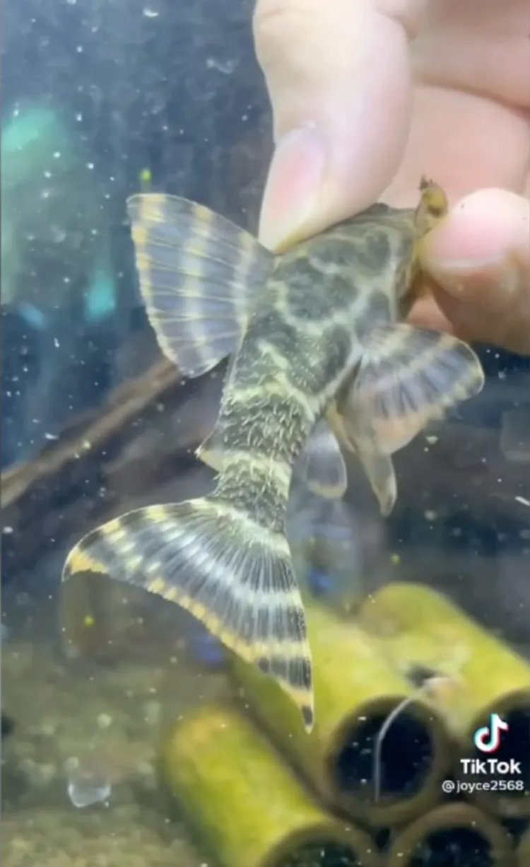 幾何花紋穿上身，水中我最潮。