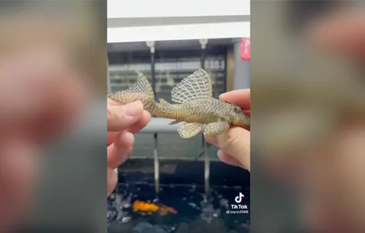 魚兒進軍時尚界 怪怪異形魚引領秋冬幾何潮流