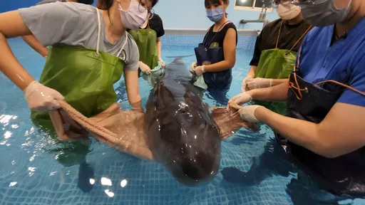 小抹香鯨永安漁港擱淺獲救 健康恢復良好不排除擇期野放