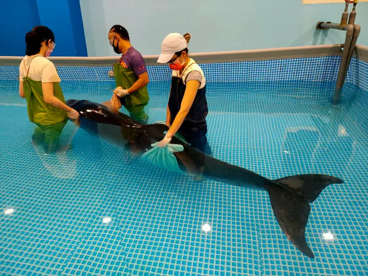 小抹香鯨體長275公分，健康狀況比之前救援的鯨豚好很多。基隆市府提供