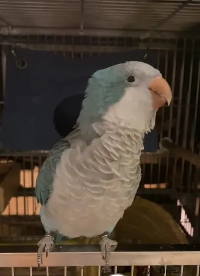 鸚鵡隨著歌聲點頭。