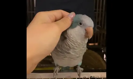 超有節奏感！鸚鵡點頭打節拍　鳥奴唱晚安曲牠好捧場