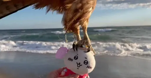 帶娃娃海邊合影下秒被「牠」劫走 引千萬人矚目