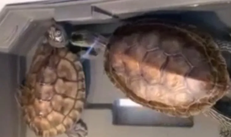 斑龜不斷靠近地圖龜。