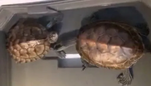 龜頭一直伸過來逼至牆角 左邊親完親右邊「當時牠害怕極了」