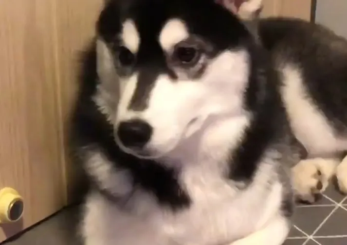 心裡或許想著「不是美食我可是不吃的」。