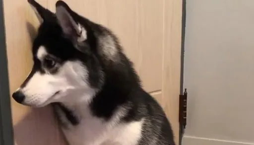 挑食！不是美食我可是不吃的　二哈瞄一眼狗食一臉不屑