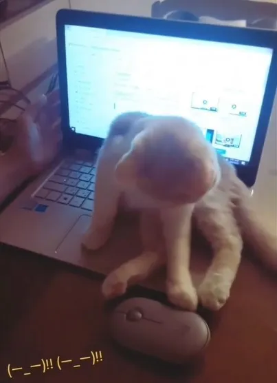 那個小手手偷偷把滑鼠推下去，超可愛。