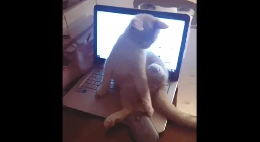 被塑膠!貓皇「這一招」博眼球 那個手手推下滑鼠好可愛