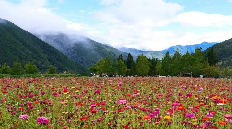 武陵路營區的波斯菊也正盛開。民眾提供