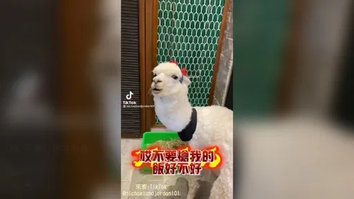  食物被搶走怎麼辦？　羊駝發火搶回來繼續吃 
