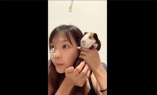 地表唯一天竺鼠電話超有戲 呆萌無辜臉笑翻網友