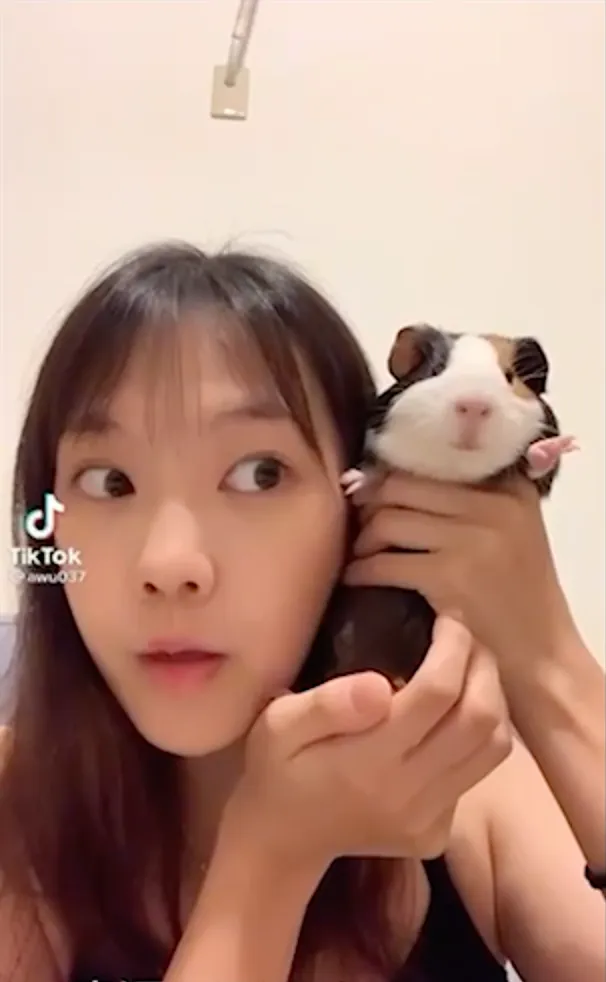 天竺鼠表情超無辜。