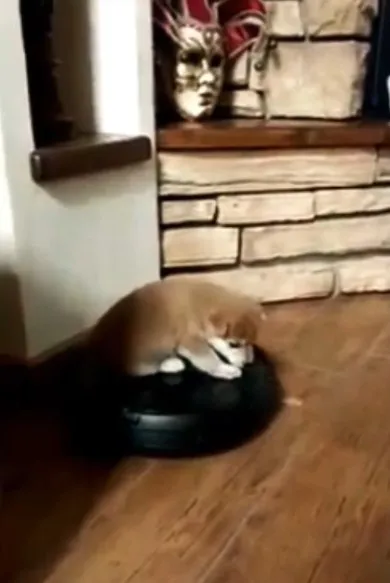 狗狗搭掃地機器人巡視。