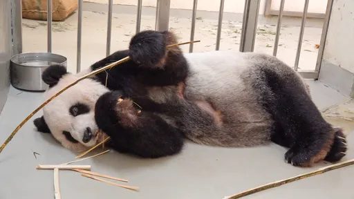 兩岸融冰救團團!動物園低調申請四川專家來台 規模保密