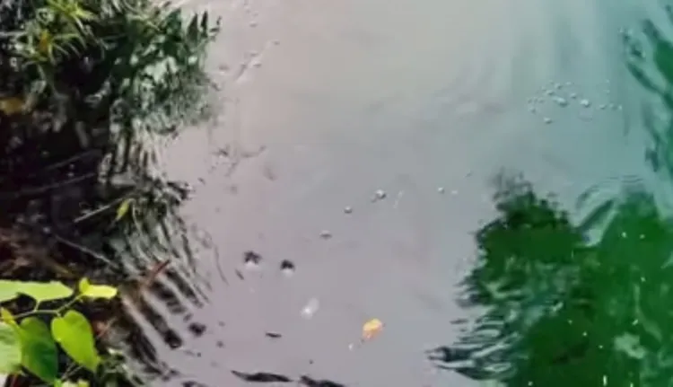 水面下的魚虎群疑似正在覓食，水面上不斷冒出泡泡。網友陳琪元提供