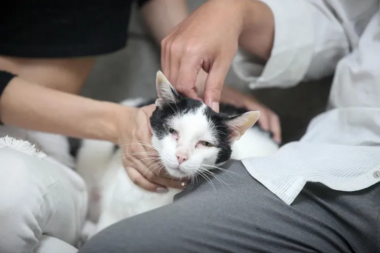 丁允恭解釋沙發是被家中養的貓抓破。地方中心攝