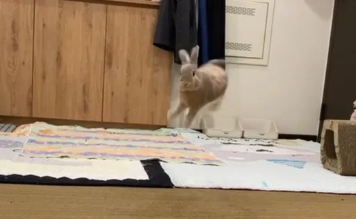 兴奋到模糊！兔兔住宿活蹦乱跳「飞起来了」　不管他嗑了什么都给我来一点