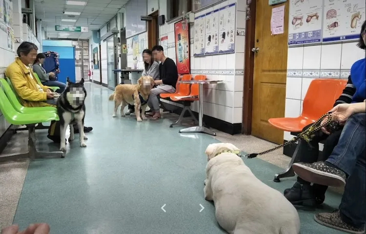 中興大學獸醫院內。翻攝自Google Map
