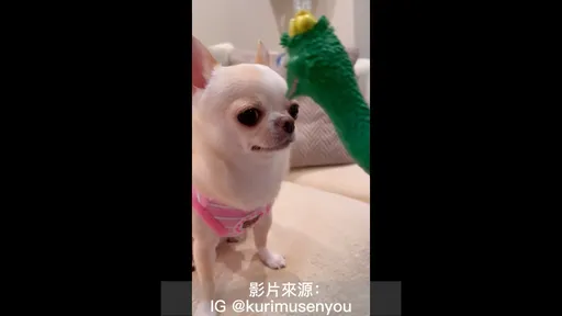 暴力不可行！對主人不斷挑釁　汪星人只能用暴力解決