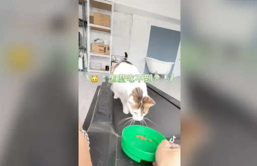 讓肥貓踩跑步機妙招 拿出這個馬上全力狂奔