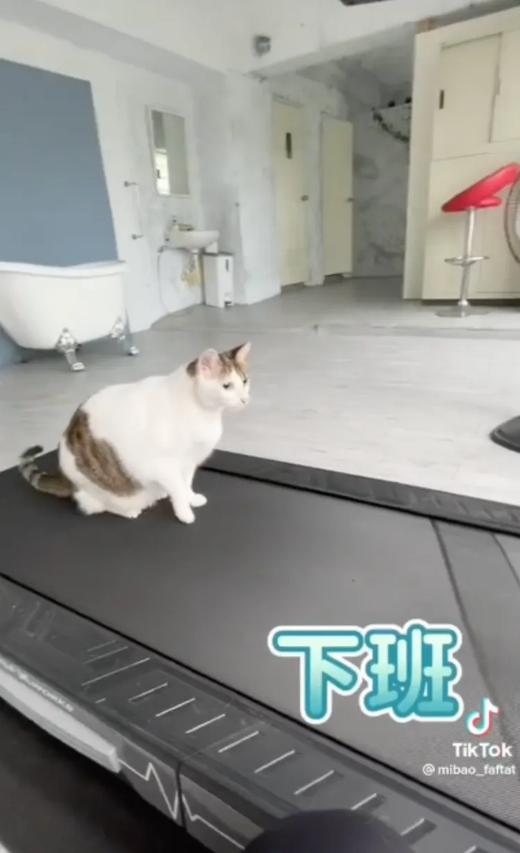 食物得手後，貓咪打算收工了。