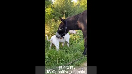 欸！那是我的斑點！不是巧克力餅乾！　我看起來像食物嗎？	