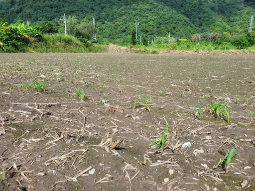 豪雨釀災　花蓮新秀地區農作物現金救助申請至11/4