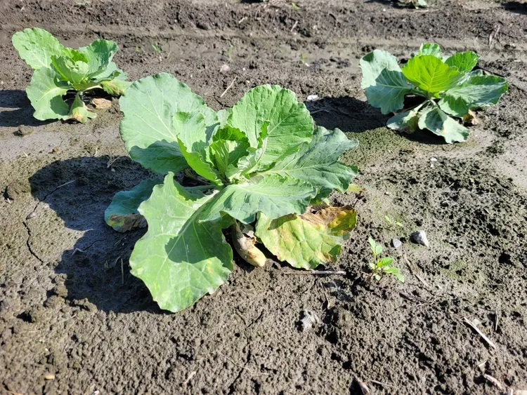 甘藍菜植株受損。花蓮縣政府提供