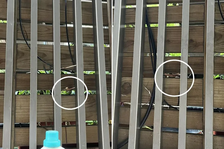 網友猜原PO是不是很擔心「剪刀煞」。翻攝爆料公社