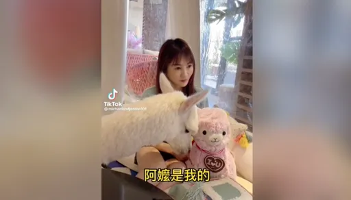 看見主人寵幸玩偶　羊駝吃醋撒嬌討親親 