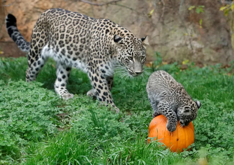 小豹仔爬到南瓜上頭。路透社