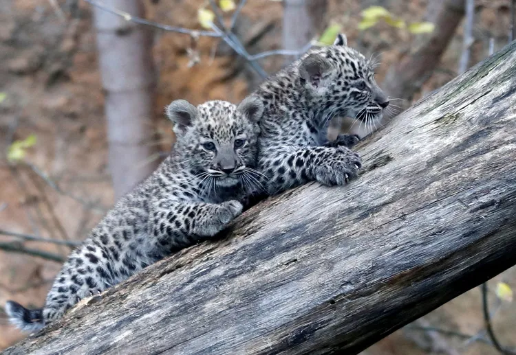 2隻小寶寶是動物園的新成員。路透社