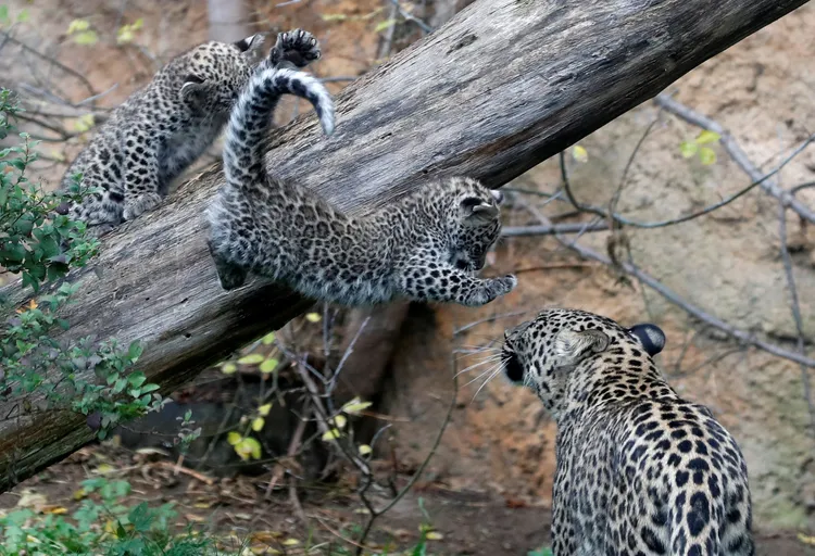 小豹子練習飛撲。路透社