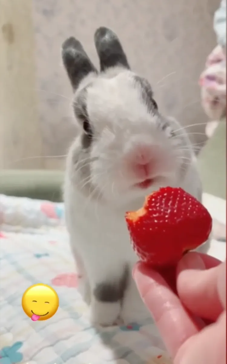 草莓的吸引力，萌兔秒變性感紅唇。