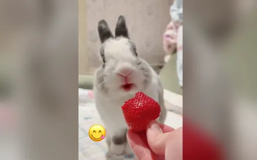 標準小吃貨 萌兔品嚐草莓秒變性感紅唇