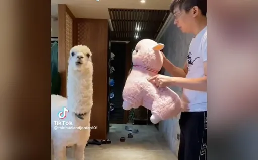 狂揍玩偶教萌獸無效　其實拿「這一個」就讓牠屈膝獻吻