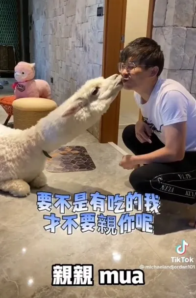 其實用紅蘿蔔就可以讓羊駝屈膝獻吻。