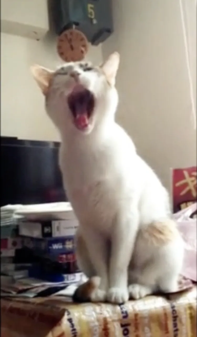 當貓皇打呵欠時，奴才要認真伺候喔。